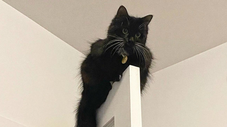 A fluffy cat perched on the top of an open door. The cat's tail hangs down one side of the door.