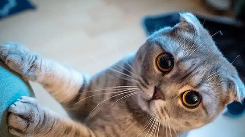A cat with large eyes and very small ears standing on their back paws while resting their front paws against the arm of a sofa.