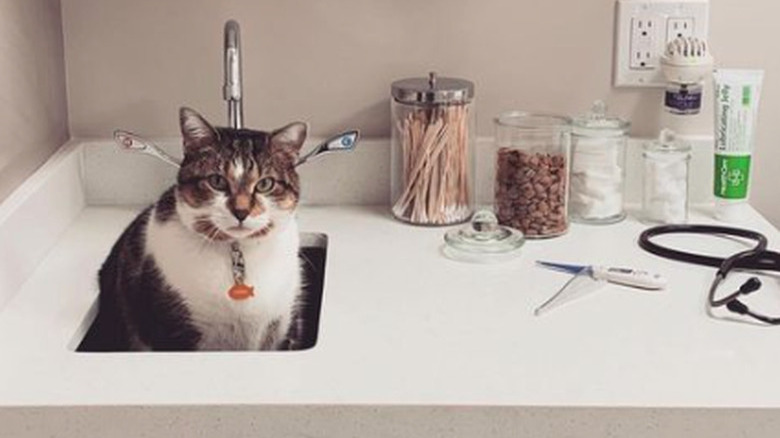 A counter in a veterinary exam room. The counter contains a sink, in which a cat is sitting, and medical supplies - cotton balls, cotton swabs, ointment, and tissues.