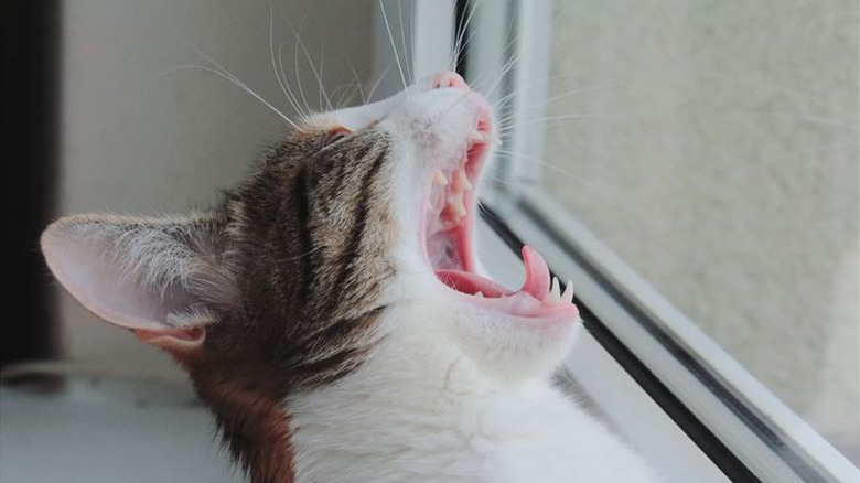 A cat with their head tilted back and their mouth open wide in a yawn.
