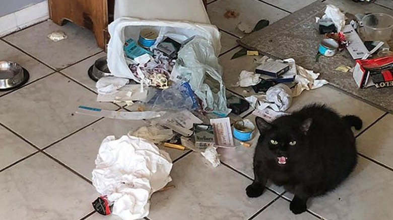 A black cat sits beside a knocked-over garbage can and screams at the camera.