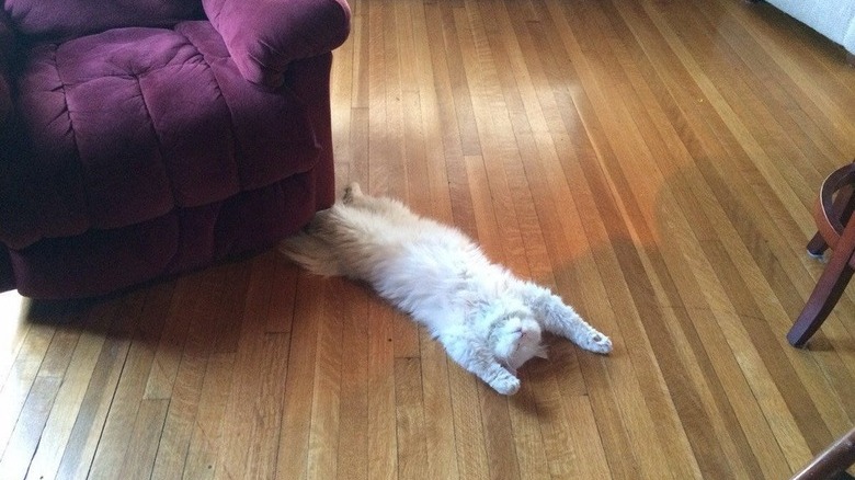 A fluffy white cat sprawled out on the floor on their back with their eyes closed.