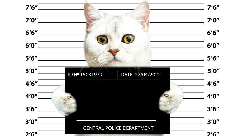 Cat mugshot
