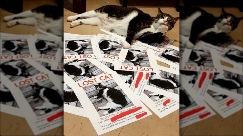 brown and white cat casually licking their paw while lying amongst a pile of "lost cat" posters featuring themselves.