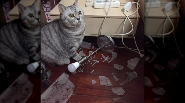 A light gray striped cat looking shocked as they stand in front of a shattered lamp.