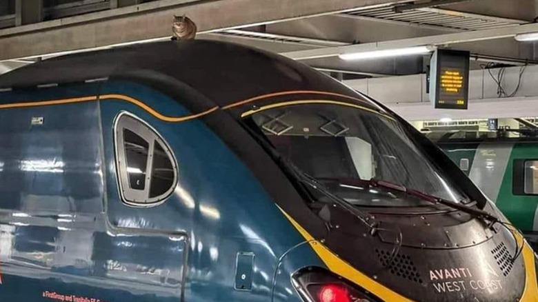 A cat sitting on top of a metro train.
