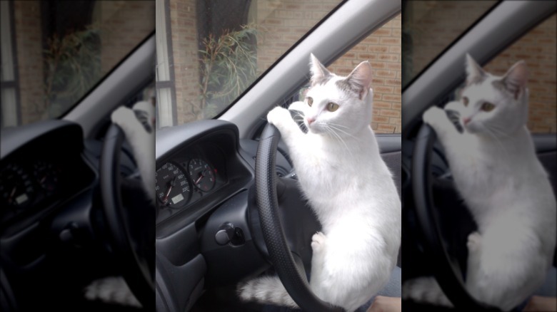 A white cat sitting on a steering wheel, with their paws on the wheel as if they're driving.