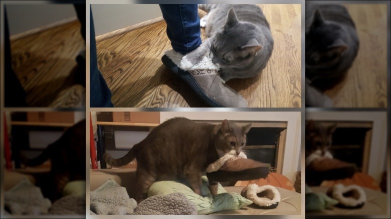 A gray cat attacking someone's slipper and then stealing it.