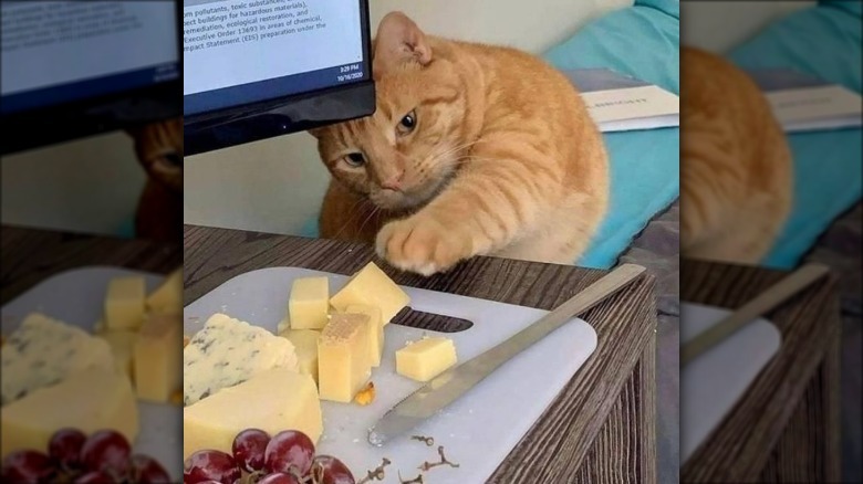 An orange striped cat reaches for a cheese plate.