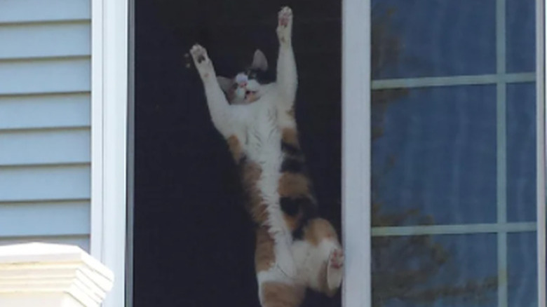 A calico cat clings to a screen door, looking like they are trying to escape.