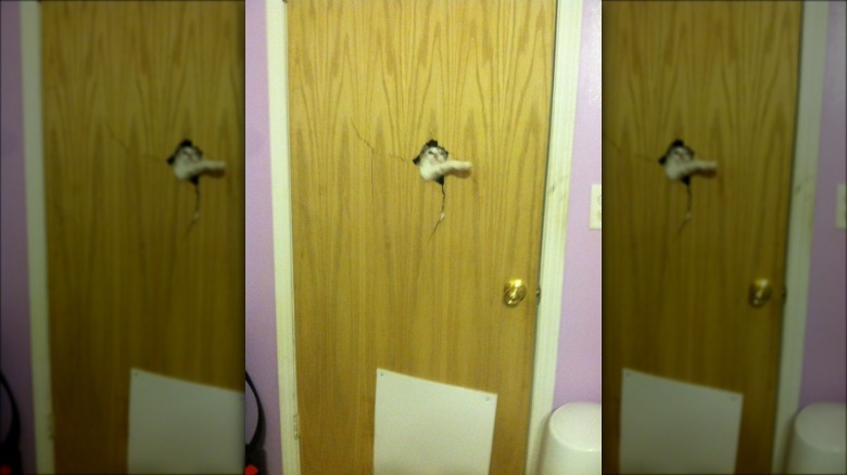 A white cat bursting through a wooden door.