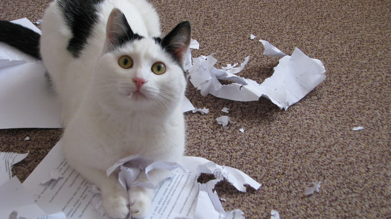 A black and white cat lying on top of some important-looking papers that they have just destroyed.