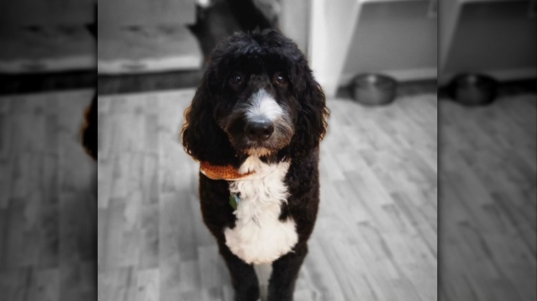 a black and white dog juxtaposed against a black and white background.