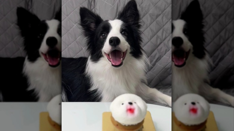 a black and white dog with a big smile sitting in front of a cupcake.