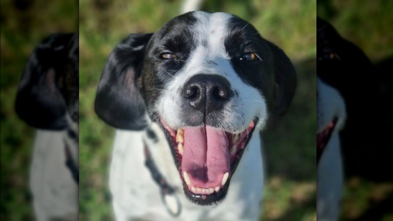 a black and white dog giving a big smile.