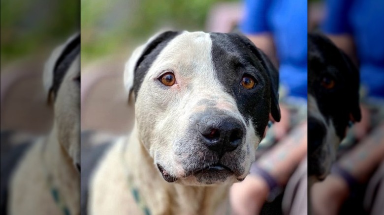 photo of cute black and white dog's face.