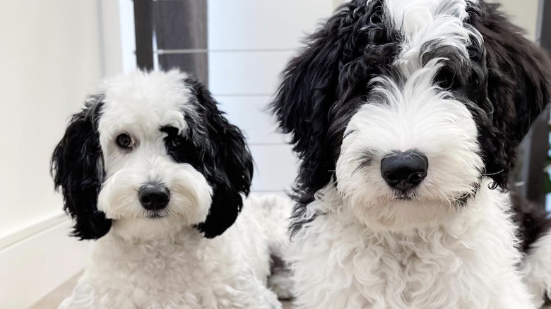 two black and white doodle dogs sitting next to each other.