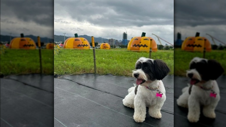 a fluffy black and white dog with inflatable jack 'o' lanterns in the background.