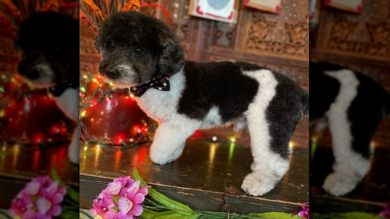 just-groomed black and white dog posing for a photo.