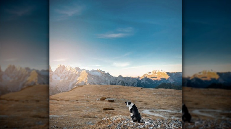 a black and white dog on a cliff with large mountains in the background.
