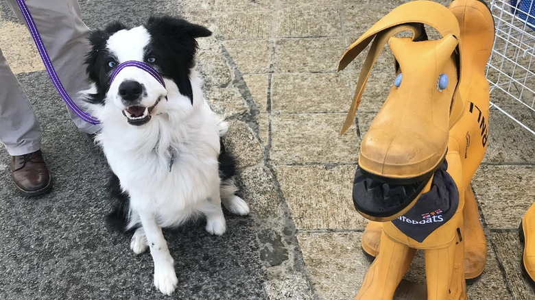 a black and white dog standing next to a yellow robot dog.