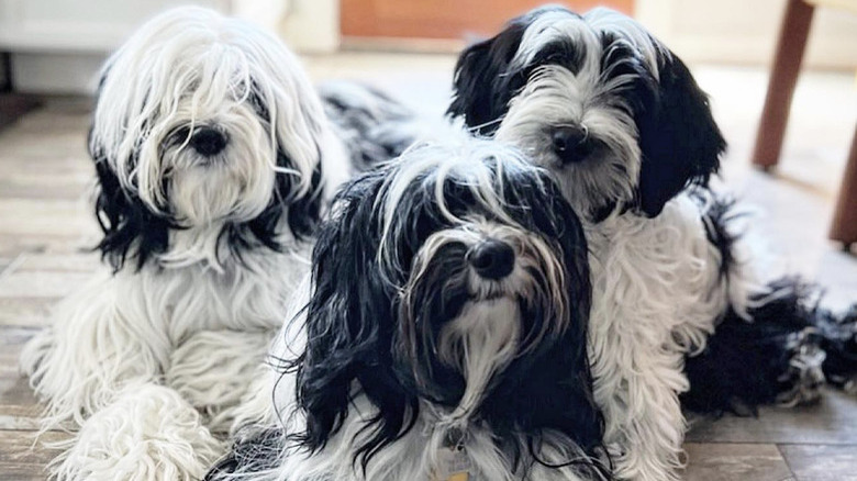 three shaggy black and white dogs lying on the floor.