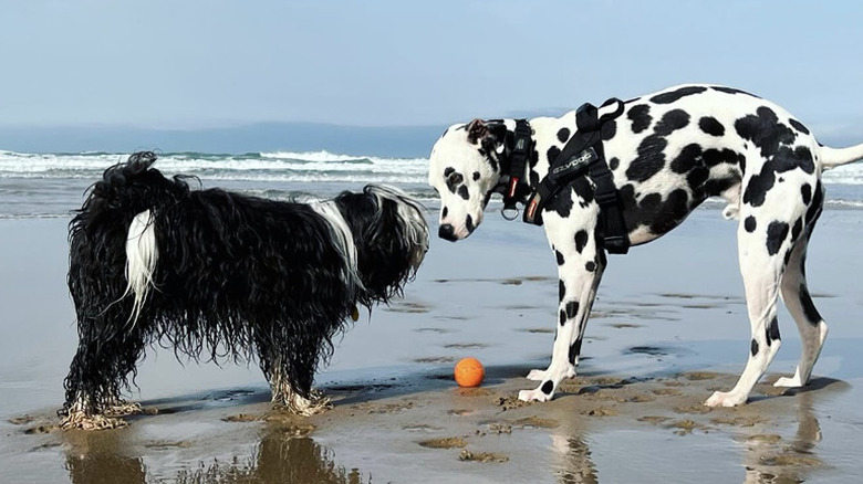 a shaggy black and white dog and a Dalmation. dog on a beach