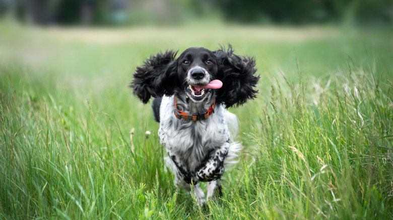 Black and white spaniel running through field