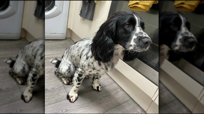 spotted black and white dog hanging out in the laundry room.