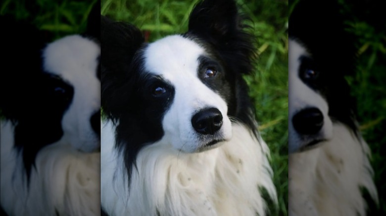 a black and white dog giving sad puppy dog eyes.