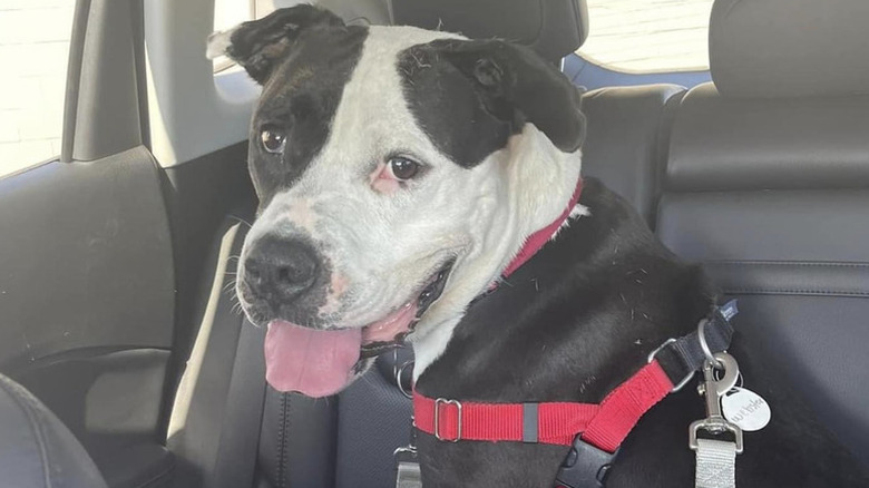 black and white dog sitting in the backseat of a car.