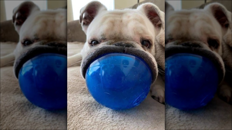 Bulldog with mouth stretched around large blue ball