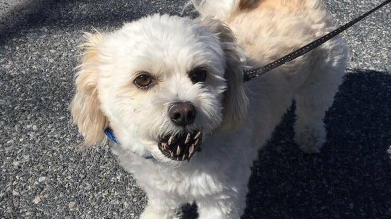 Dog with pinecone in mouth