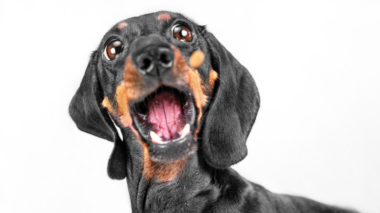 Dog looking surprised