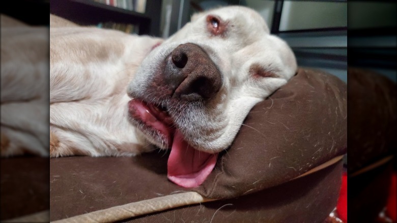 Dog sleeping with tongue hanging out of mouth