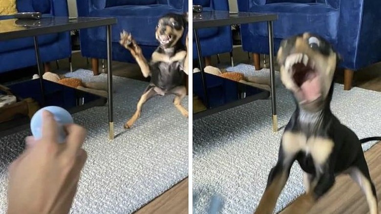 Blurry photos of puppy jumping towards ball