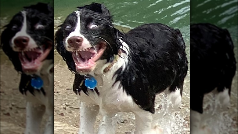 Excited wet dog with open mouth