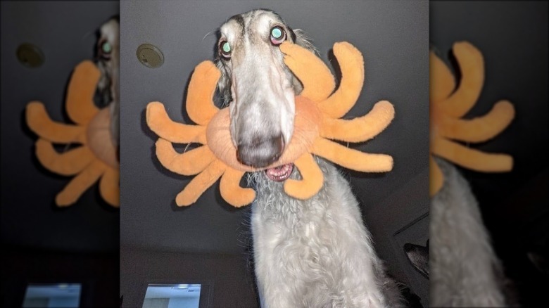 Borzoi holding plush crab in its mouth