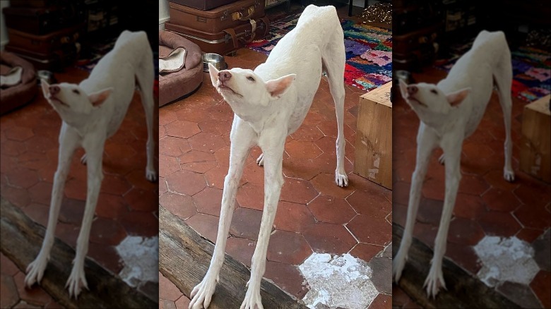 Long limbed dog stretching