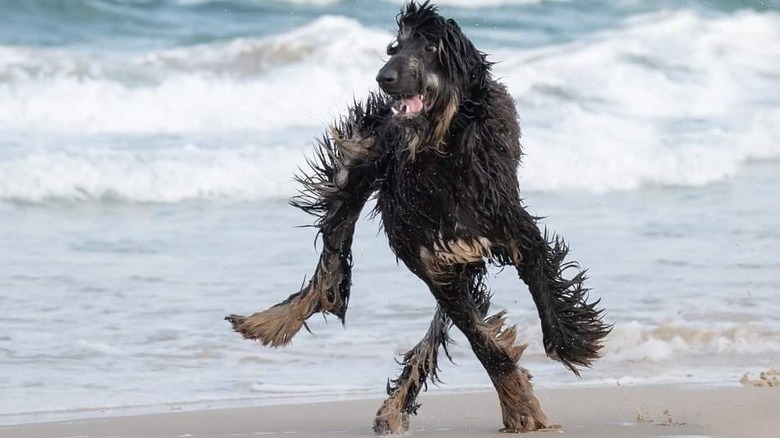 Wet dog with long legs on a beach