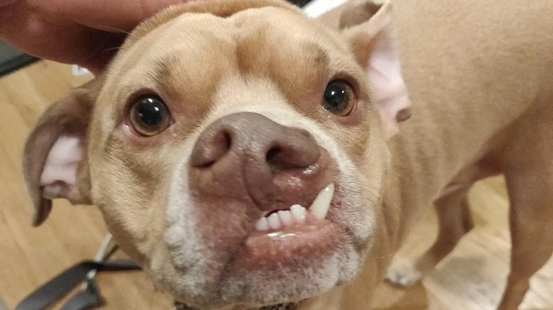 Dog with repaired cleft palate