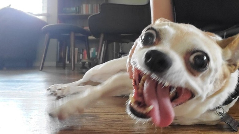 Dog with bulging eyes and open mouth