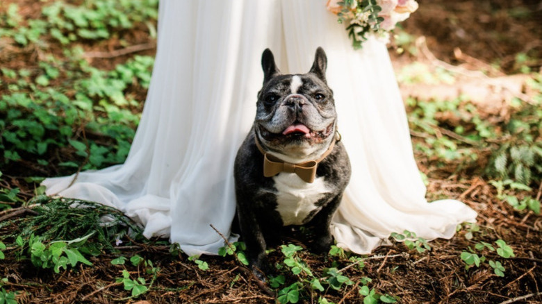 dog sitting by bride.