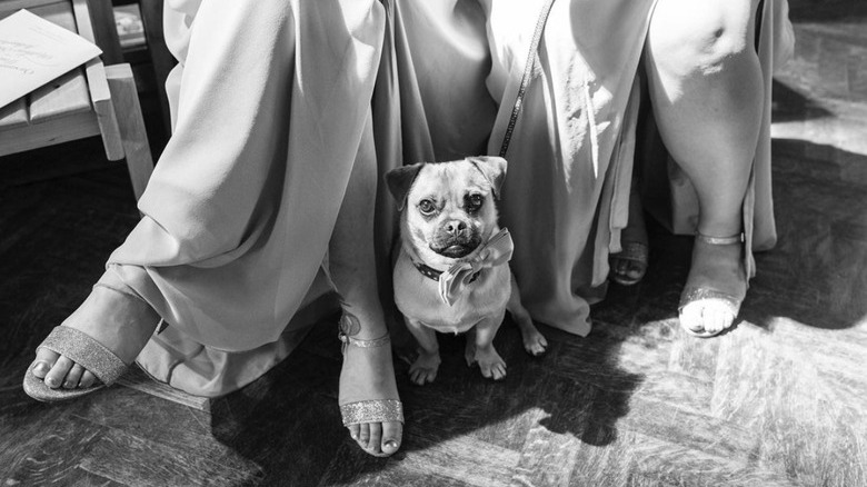 dog sitting by bridesmaids.