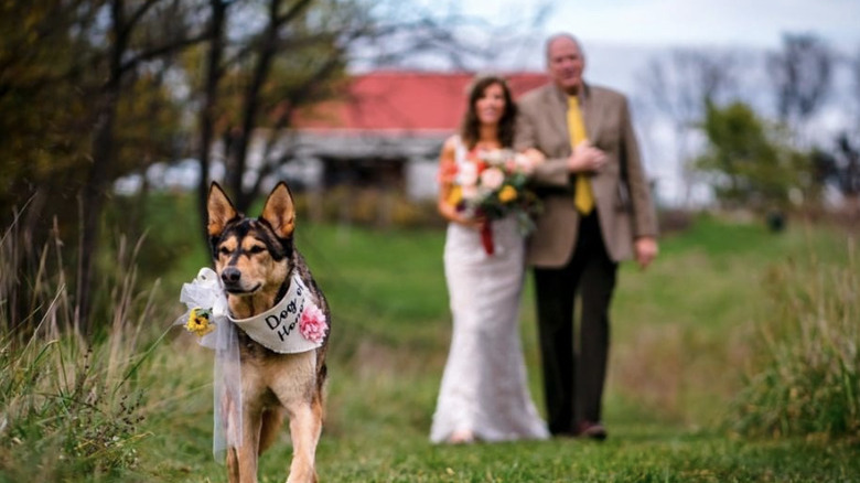 dog walking with flowers.