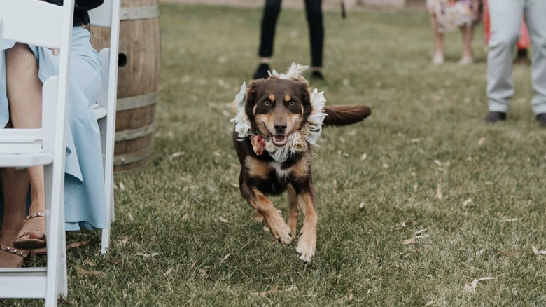 dog running down aisle.