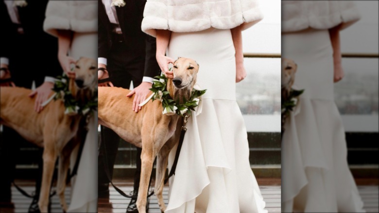 dog standing by bride.