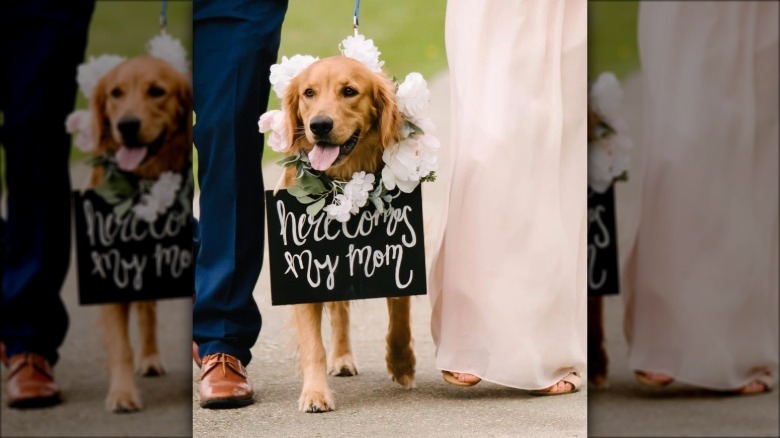 dog walking with bride and groom.