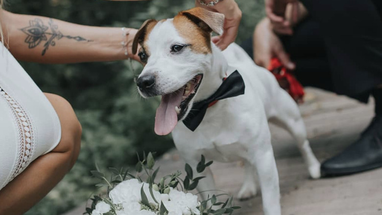 dog being pet by bride.