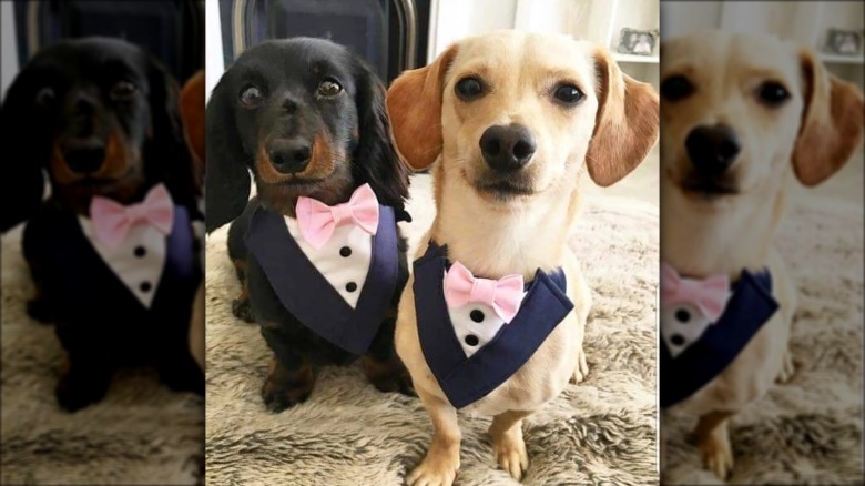 two dogs in tuxes.